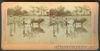 1900 Philippines PLOWING THE RICE FIELDS IN LUZON Stereoview Card