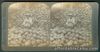 1901 Philippines PILE OF COCOANUTS AND HUSKS Stereoview Card