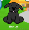 Webkinz Black Lab Virtual Adoption Code Only Messaged Webkinz Black Lab Retired!