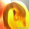 3.25 Carats Burmite AMBER with Insect Fossil Inclusion Cabochon 16.5x112.0x5.5mm