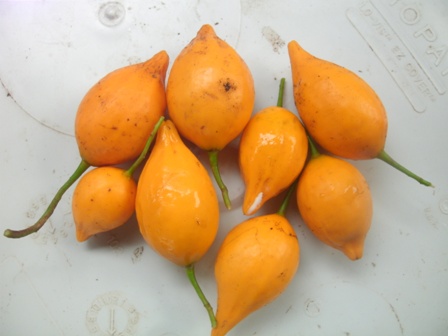 2nd picture of Tabernanthe Iboga Seeds For Sale For Sale in Cebu, Philippines