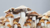 Quality Cubensis Mushrooms for Sale with Unique Experiences