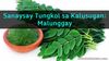 Picture of Sanaysay Tungkol sa Kalusugan: Malunggay