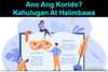 Picture of Ano ang Kahulugan ng Korido? at mga Halimbawa